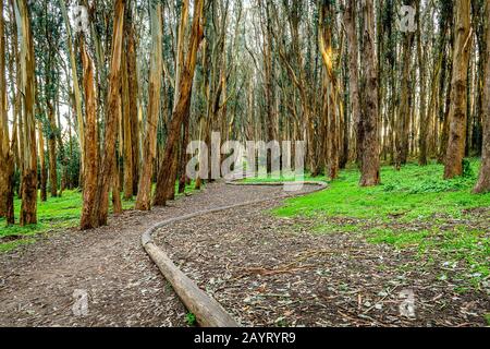 Andy Goldworthy'S Wood Line Foto Stock