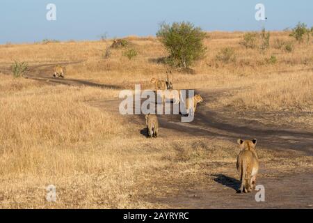 Lions (Panthera leo) camminando lungo una strada attraverso le praterie Della Riserva Nazionale Masai Mara in Kenya. Foto Stock