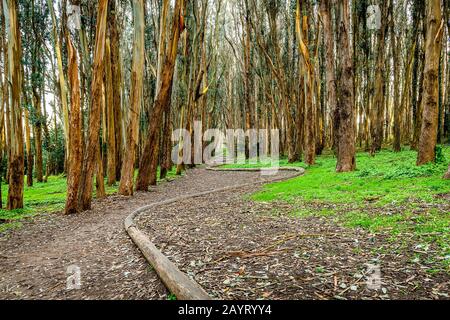 Andy Goldworthy'S Wood Line Foto Stock