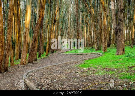 Andy Goldworthy'S Wood Line Foto Stock