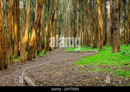 Andy Goldworthy'S Wood Line Foto Stock