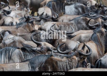 Wildebeests, chiamato anche gnus o wildebai, che si accatastano sulla riva del fiume mentre aspettano di attraversare il fiume Mara nella Riserva nazionale di Masai Mara a a Ken Foto Stock