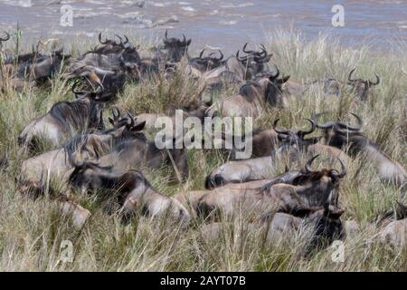 Wildebeests, chiamato anche gnus o wildebai, che si accatastano sulla riva del fiume mentre aspettano di attraversare il fiume Mara nella Riserva nazionale di Masai Mara a a Ken Foto Stock