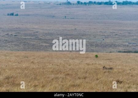 Un Cheetah (Acinonyx jubatus) è a piedi attraverso la prateria Della Riserva Nazionale Masai Mara in Kenya che porta un bambino topi. Foto Stock