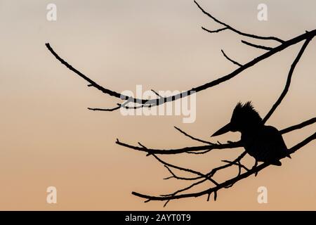 Un Martin pescatore gigante (Megaceryle maxima) è appollaiato all'alba su un albero lungo la riva del fiume Luangwa nel Parco Nazionale di Luangwa Sud in Oriente Foto Stock