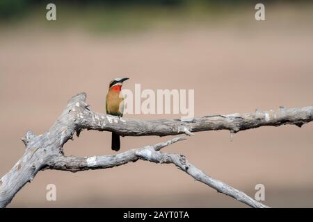 Bee-eater (Merops bullockoides) appollaiato su un ramo nel Parco Nazionale di Luangwa Sud nello Zambia orientale. Foto Stock