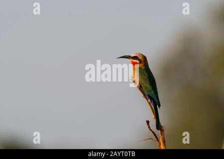 Bee-eater (Merops bullockoides) appollaiato su un ramo nel Parco Nazionale di Luangwa Sud nello Zambia orientale. Foto Stock