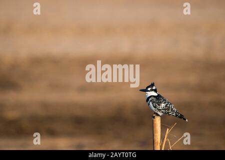 Un Martin pescatore pied (Ceryle rudis) è appollaiato un ceppo di alberi lungo la riva del fiume Luangwa nel Parco Nazionale di Luangwa Sud nello Zambia orientale. Foto Stock