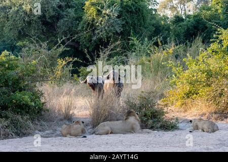 Un gruppo di leoni di riposo (panthera leo) è stato avvicinato da bufali del Capo (Syncerus caffer) nel Parco Nazionale di Luangwa Sud nello Zambia orientale. Foto Stock