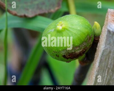 Frutta, un fico verde che cresce su un albero giovane nel giardino, Australia Foto Stock