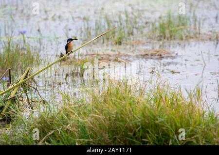 Un Martin pescatore di Malachite (cristato di Corythornis) è arroccato su una canna in una palude nel Parco Nazionale di Amboseli, in Kenya. Foto Stock