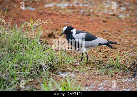 Un'ala di fabbro o un plover di fabbro (Armatus di Vanellus) nel Parco Nazionale di Amboseli, Kenia. Foto Stock