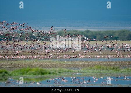 Un gruppo enorme di fenicotteri (maggiori e minori) volano su un lago poco profondo nel Parco Nazionale di Amboseli, in Kenya. Foto Stock