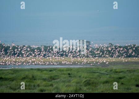 Un gruppo enorme di fenicotteri (maggiori e minori) volano su un lago poco profondo nel Parco Nazionale di Amboseli, in Kenya. Foto Stock