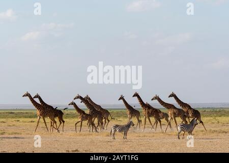 Una torre (mandria) di Masai giraffes (Giraffa camelopardalis tippelskirchi) e le zebre di Burchell (Equus quagga) in esecuzione dopo essere stato spooked in Amboseli N.