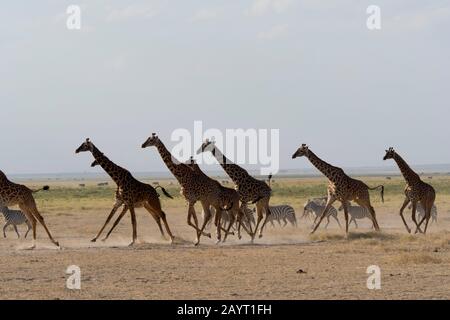 Una torre (mandria) di Masai giraffes (Giraffa camelopardalis tippelskirchi) e le zebre di Burchell (Equus quagga) in esecuzione dopo essere stato spooked in Amboseli N.