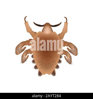 Malattie parassitarie di Phtiriasis. Pediculosi pubis. Struttura di ghiaccio pubico. Malattie sessualmente trasmissibili. Infografiche. Illustrazione del vettore attivata Illustrazione Vettoriale