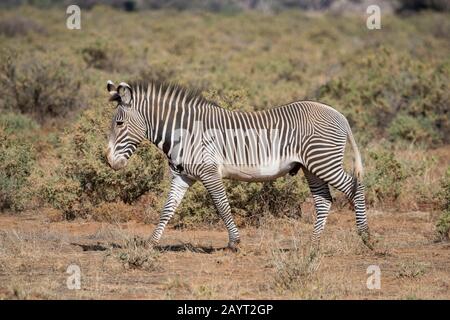 Una zebra di Grivy (Equus grevyi) stallone nella Riserva Nazionale di Samburu in Kenya. Foto Stock