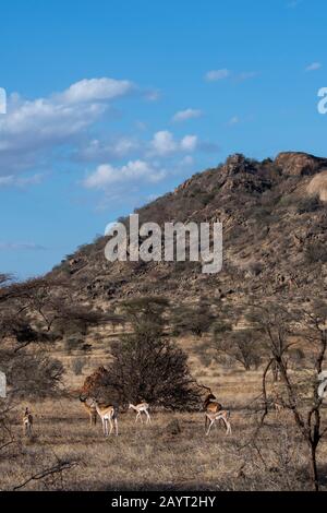 Gazzelle di Grant (Nanger granti) e impalas (Aepyceros melampus) nella Riserva nazionale di Samburu in Kenya. Foto Stock