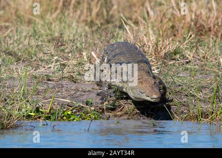 Un grande coccodrillo del Nilo (Crocodylus niloticus) sulla riva del fiume Shire nel Parco Nazionale di Liwonde, Malawi. Foto Stock