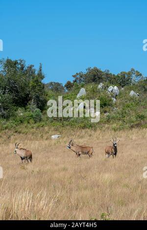 Un gruppo di elogi di Roan antelopes (Hippotragus equinus) sull'altopiano di Nyika, il Parco Nazionale di Nyika in Malawi. Foto Stock