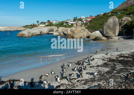 Pinguini africani (Spheniscus demersus) sulla spiaggia di Boulder Beach, Simons Town vicino a Città del Capo, Sud Africa. Foto Stock