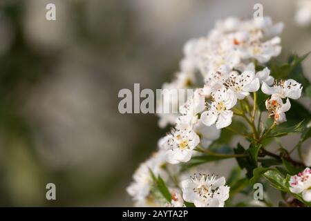 Bello biancospino fiore in fiore contro un morbido sfondo fuoco Foto Stock