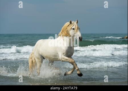 Uno stallone della Camargue scorre attraverso il surf del Mar Mediterraneo in una spiaggia della Camargue, nel sud della Francia. Foto Stock