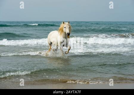 Uno stallone della Camargue scorre attraverso il surf del Mar Mediterraneo in una spiaggia della Camargue, nel sud della Francia. Foto Stock