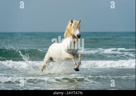 Uno stallone della Camargue scorre attraverso il surf del Mar Mediterraneo in una spiaggia della Camargue, nel sud della Francia. Foto Stock