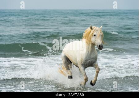 Uno stallone della Camargue scorre attraverso il surf del Mar Mediterraneo in una spiaggia della Camargue, nel sud della Francia. Foto Stock