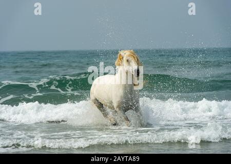 Uno stallone della Camargue scorre attraverso il surf del Mar Mediterraneo in una spiaggia della Camargue, nel sud della Francia. Foto Stock