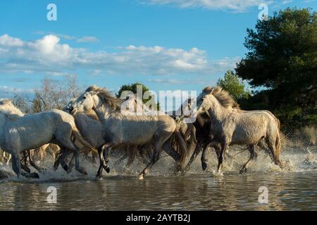 Cavalli della Camargue che corrono attraverso una palude della Camargue nel sud della Francia. Foto Stock