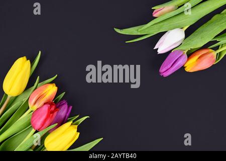 Tulipano colorato primavera bouquet di fiori in angoli di sfondo nero scuro con spazio vuoto copia in mezzo Foto Stock