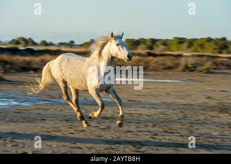 Un cavallo della Camargue sta correndo su una spiaggia della Camargue nel sud della Francia. Foto Stock
