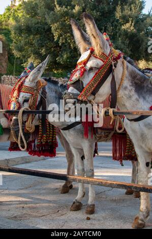 Taxi d'asino in attesa di turisti a cavalcare a Mijas, un piccolo villaggio sulla Costa del Sol vicino a Malaga in Andalusia, Spagna. Foto Stock