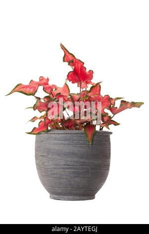 Regina delle piante frondose o Delle Piante di Caladium bicolore isolate su sfondo bianco Foto Stock