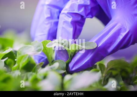 Estremo primo piano di guanti di raccolta mano fresco foglie verdi in serra di vivaio di piante, spazio di copia Foto Stock