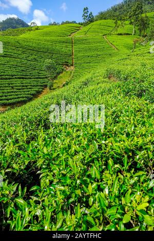 Piantagione di tè in Sri Lanka. Foto Stock