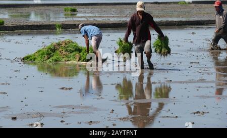 Banay Banay, Davao Oriental, Filippine - marzo 2016: Gli agricoltori preparano le piantine di riso per la semina nei caddie. Foto Stock