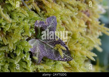 Closeup di foglie di edera sul muschio Foto Stock