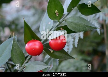 Pianta prickly ruscus aculeatus conosciuta come macellaio`s-scopa. Foto Stock