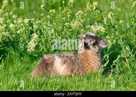 Pecora Heath (Ovis ammon f.aries), giovane agnello sdraiato in un prato, Helgoland, Mare del Nord, Schleswig-Holstein, Germania Foto Stock