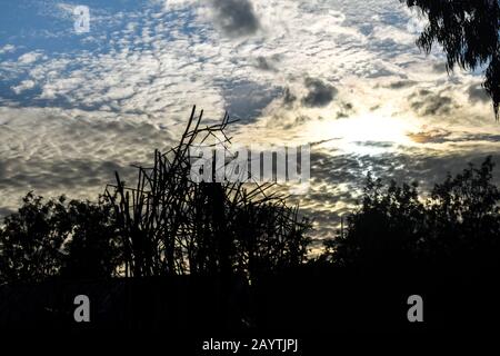 primo piano scuro con un bel cielo luminoso e colorato sullo sfondo Foto Stock
