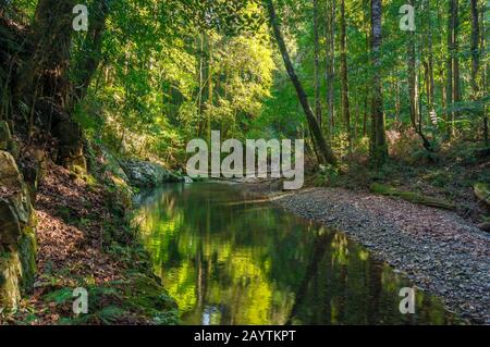 Paesaggio forestale con alberi verdi e fiume, torrente. Ruscello di Rosewood nel parco nazionale di Dorrigo con foresta pluviale costiera, Australia Foto Stock