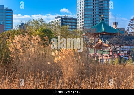 Ueno, giappone - 02 gennaio 2020: Fiori di loto secchi e pampas erba che splende nella luce del tramonto nello stagno del Tempio Kaneiji con in background t Foto Stock