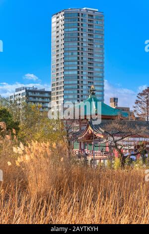 Ueno, giappone - 02 gennaio 2020: Fiori di loto secchi e pampas erba che splende nella luce del tramonto nello stagno del Tempio Kaneiji con in background t Foto Stock