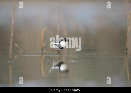 Rosso-impastare dotterel Foto Stock