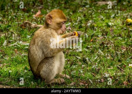 Barbary Macaque in colori molto belli e bellissimi occhi, Baby macaque Foto Stock