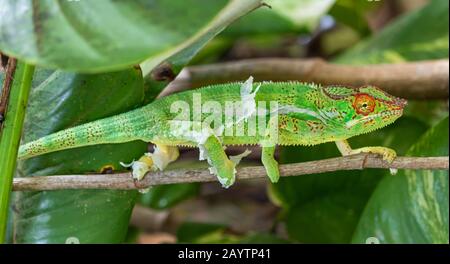 Camaleonte maschio Panther (Furcifer pardalis) Foto Stock